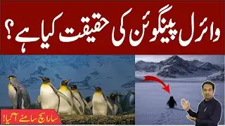 Penguin Viral Video Explained | Nihilist Penguin Documentary & Truth | Shakeel Anjum Sawan