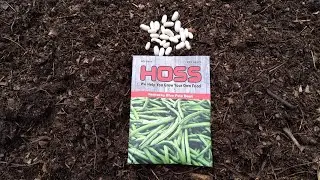 Planting Kentucky Blue Pole Beans 5/14/23
