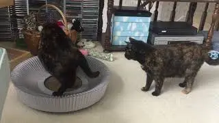Allegra loves the new KATRIS Nest Multi-Functional Cat Lounge