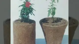 Cow dung is the best compliment of Environment