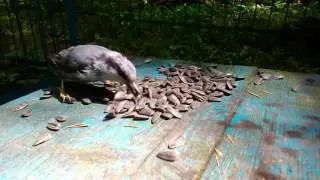 Поползни крупным планом