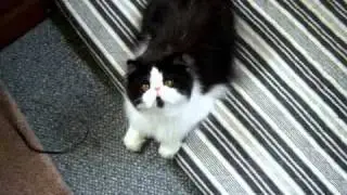 The little Magpie