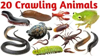 20 Crawling Animals Names for Kids | Learn Crawling Creatures with Pictures & Sounds