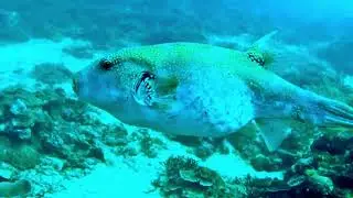 Kofferfisch macht gro&szlig;es Gesch&auml;ft
