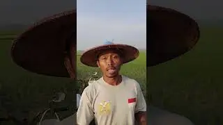 Teknik seprai obat rumput #viral  #sawah  #herbisida  #petani 