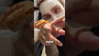 Свинообразная змея, которая притворяется мертвой #животные #смешноеживотное #смешной #свинаязмея
