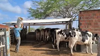 LÁZARO FAZ O VOLUMOSO DAS VACAS COM BAGAÇO DE CANA SILAGEM DE MILHO E PALMA !!!!!!