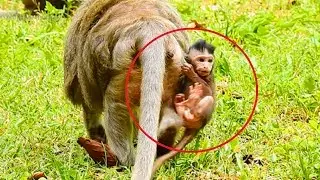 Ah! Tima Doing This Her Tiny Baby, Timo Scared When Mommy Walking?