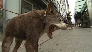 Meet Quasi Modo, 2015's 'Ugliest Dog'