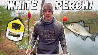How To Catch WHITE PERCH In Tidal SALT PONDS! | CHESAPEAKE BAY FISHING!