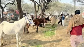 Horse Mandi  In Pakistan 2026 | Tandlinwala Horse Mandi  | Horse Farming In Pakistan  | Horse Club 
