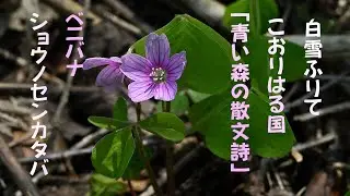 ベニバナショウノセンカタバミ　ピンクの帽子　青い森の散文詩