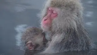 温泉ザルに外国人「クール！」長野県地獄谷野猿公苑
