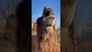 Purple snack to camel 🐪 today!  #asmr #camel #camelsound #animals #camellife