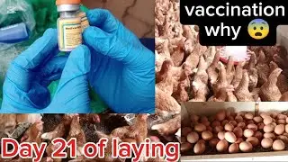 EMERGENCY vaccination of Newcastle Disease and Infectious Bronchitis in my farm 🙆🙆