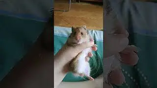 у кого были животные с тех лаик