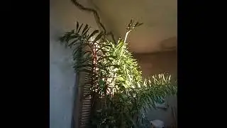 CADA PASSO &Eacute;  UMA GRANDE CONQUISTA!!!!😍💚🌴🌴....Em breve estar&aacute;  na entrada Do MEU CANTO NO MATO!!!.