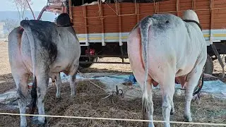 MCOR  bull's|| Narava 2ndplace|| maila gitta, dhubbanna gitta||   