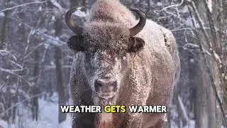Bison Daily Life Explained Simply
