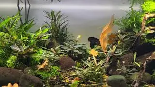 Biotopov&eacute; akv&aacute;rium Borneo Bucephalandra 6