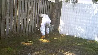 Why are there soo many bees in my backyard