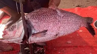 I never seen ll amazing big katla fish cutting live skills by skills expert fish cutter 