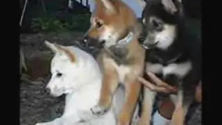 About The Breed: Shiba-Inu