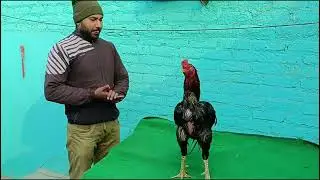 delhi famous party Boxer party top quality aseel tiker ,jala lakha and more