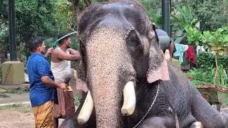 കുളിച്സുന്ദരനായി ഗുരുവായൂർ ഇന്ദ്രസെൻ 