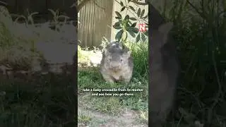 American Influencer Taking Baby Wombat Sparks &lsquo;Rage&rsquo; In Australia