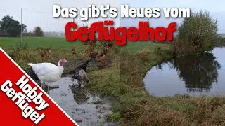 Das gibt´s Neues vom Geflügelhof | Ein Teich für den Geflügelhof