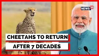 Cheetah In India | Eight Cheetahs To Be Released By PM Modi In Kuno National Park | English News