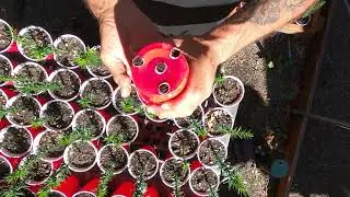 Checking Monkey Puzzle Tree root moisture and health 2 of 2