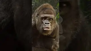 Monkey /  ambani