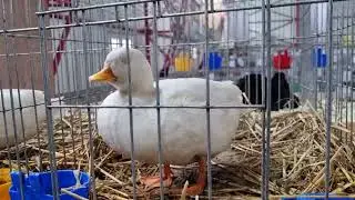 rate pitice și rate mandarin la expo Pajura 2024