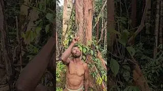 Papua Trees 🌳🙏 #save #forest #animals #papua #korowai