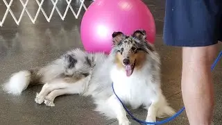 Treibball training