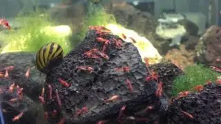 Opae ula shrimp chilling with a Nerite snail