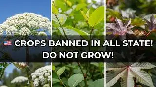 13 ILLEGAL CROPS YOU CAN&rsquo;T GROW IN AMERICAN GARDENS!!!