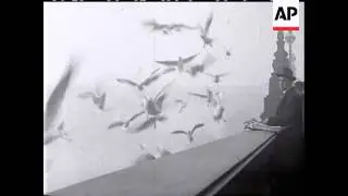 GULLS FEEDING - NO SOUND