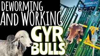 Working Gyr Bulls in Our ArrowQuip Cattle System | Efficient Cattle Handling