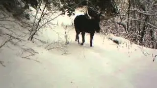 Bull Moose in Red Butte Canyon, Utah