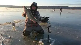 трофей на пятак на метре глубины🧊🐋🎣📽️ перволедье по судаку #рыбалка #судак #дон #зимой #топ #виб