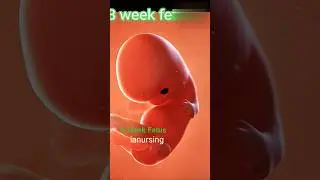 8 Week Fetus #pregnancy #fetus #pregnant