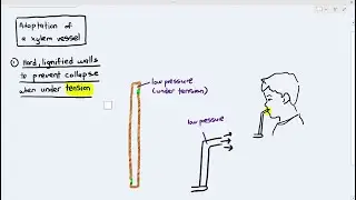 7-8 Xylem Vessels' Adaptations in Transporting Water & Minerals (Cambridge AS A Level Biology, 9700)