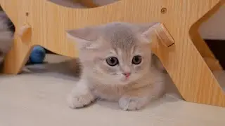 Котенок, который ударился головой и получил ушки кальмара, такой милый...