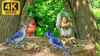 Cat TV for Cats to Watch 😸 Birds, Chipmunks & Squirrels Feast by Water 🌊Videos for Cats 4K-Windy Day