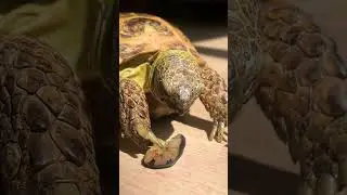 Ваша черепаха ест чернику ? #turtle #animal #pet #cute #reptile