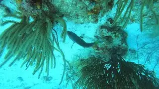 Aruba Airplane Wrecks