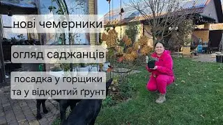 Чемерники (hellebore). Нові рослини. Посадка у горщики та відкритий ґрунт. 16.11.2024
